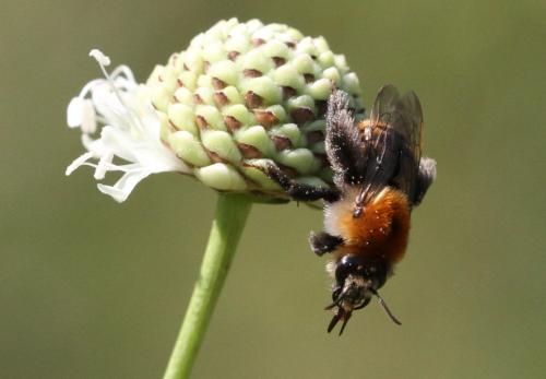 Dasypoda argentata